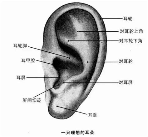 耳輪有痣|耳朵上長痣有什么寓意